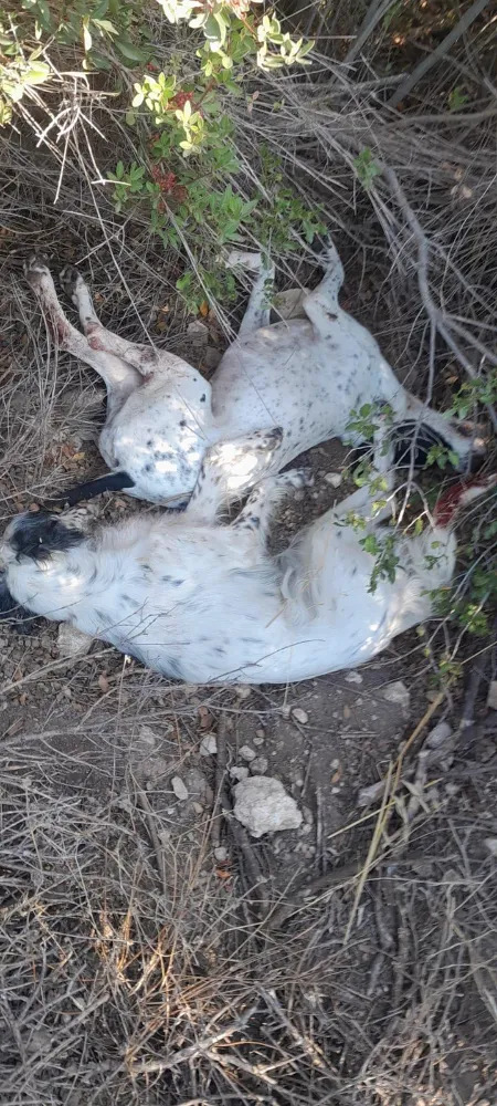 Av köpekleri zehirlendi