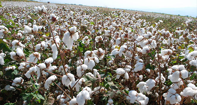 Pamuk üreticileri dikkat