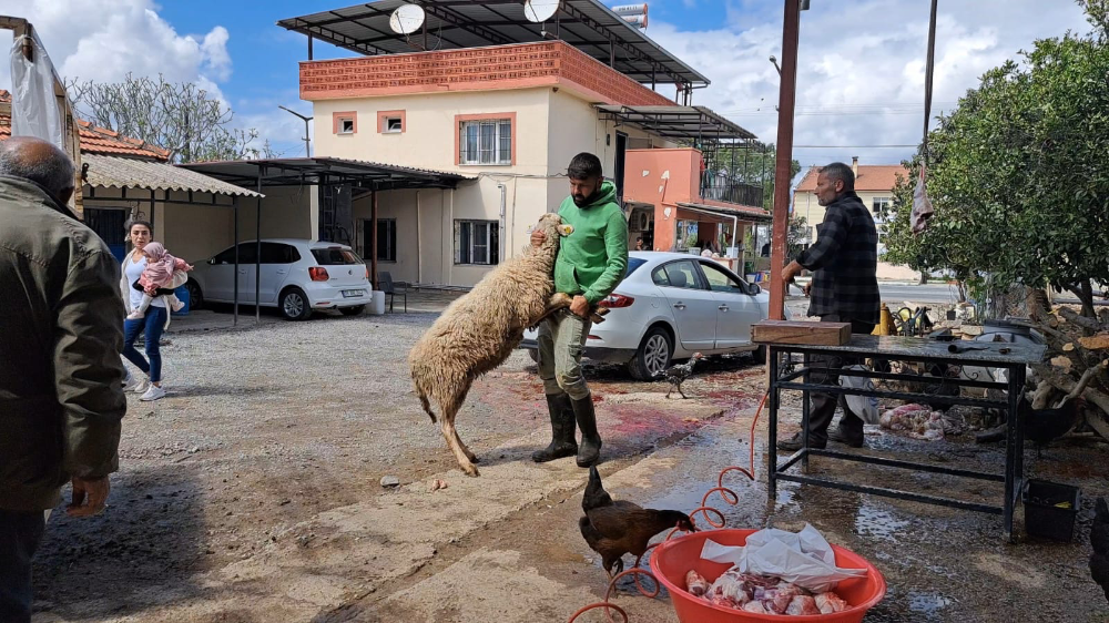 Nisan Yağmurlarıyla Gelen Bereket Sonrası Çiftçiler Şükür Kurbanı Kesti