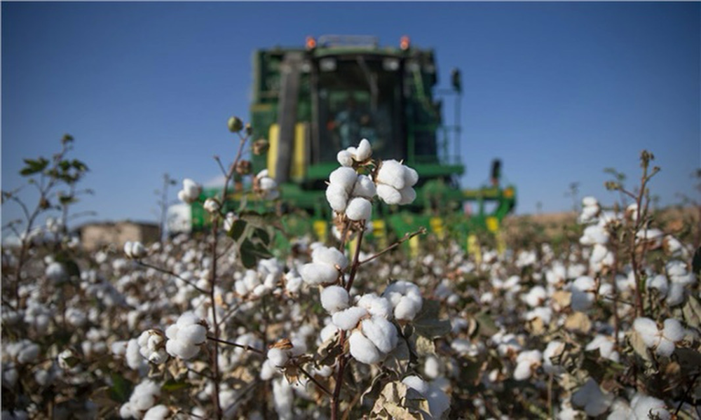 Makineli Pamuk Toplama Ücreti Belirlendi